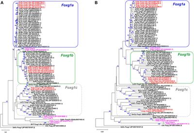Three foxg1 paralogues in lampreys and gnathostomes—brothers or cousins?